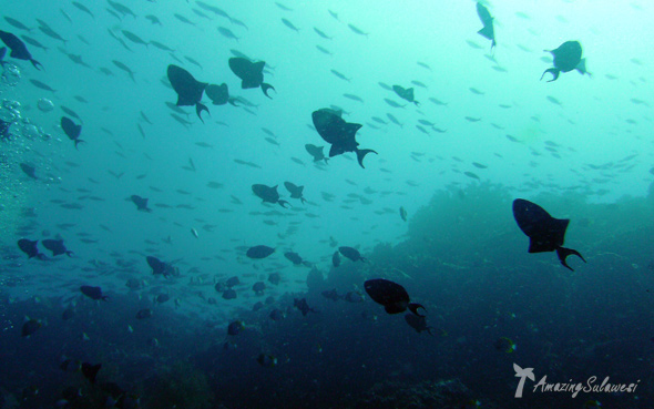 bunaken-marine-park-sulawesi-indonesia-2