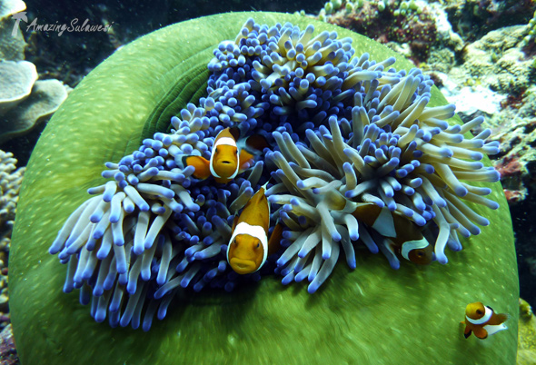 bunaken-marine-park-sulawesi-indonesia-20