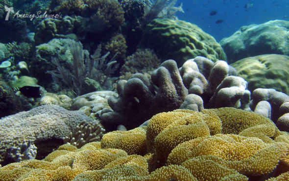 bunaken-marine-park-sulawesi-indonesia-30