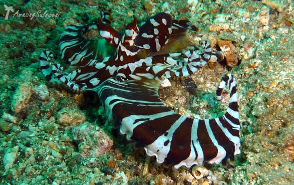 lembeh-island-sulawesi-indonesia-1