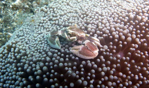 lembeh-island-sulawesi-indonesia-10