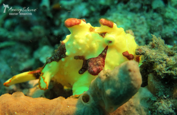 lembeh-island-sulawesi-indonesia-11