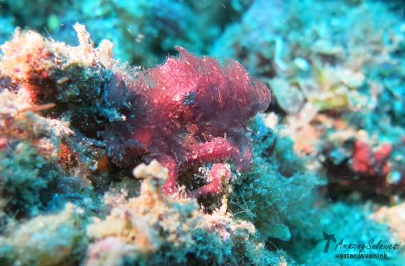 lembeh-island-sulawesi-indonesia-12