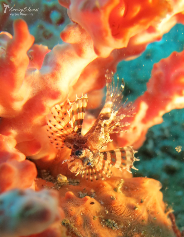 lembeh-island-sulawesi-indonesia-13