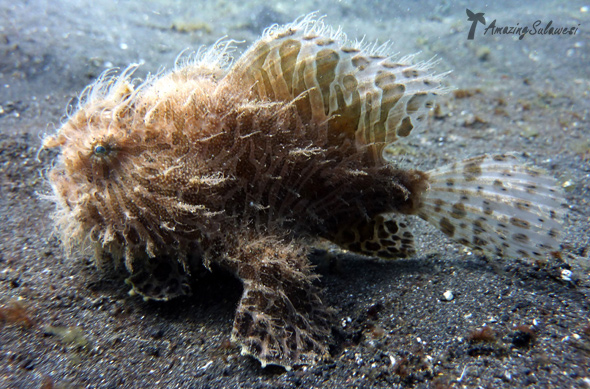 lembeh-island-sulawesi-indonesia-2