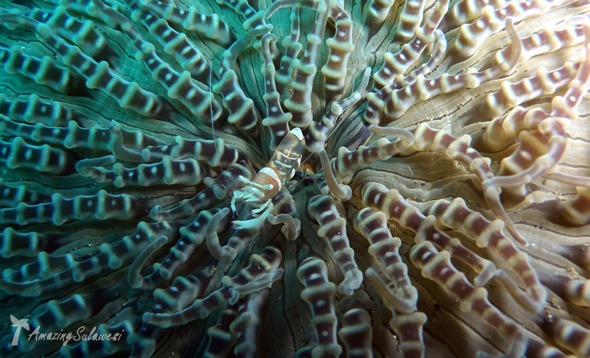 lembeh-island-sulawesi-indonesia-3