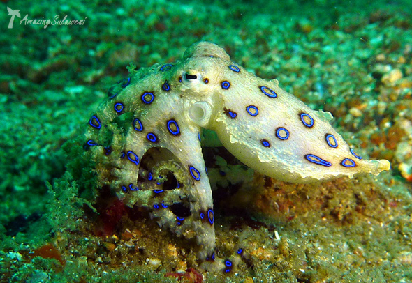 lembeh-island-sulawesi-indonesia-4