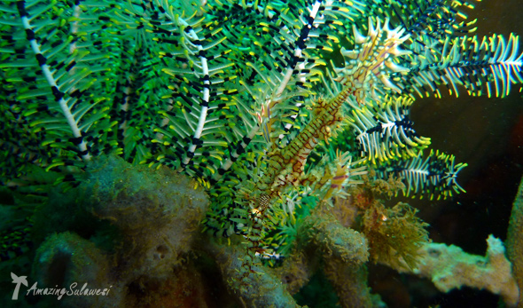 lembeh-island-sulawesi-indonesia-5