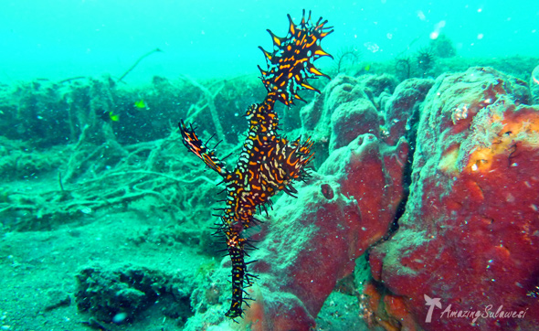 lembeh-island-sulawesi-indonesia-6