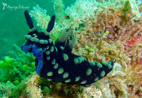 lembeh-island-sulawesi-indonesia-9