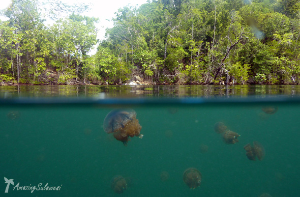 sulawesi-island-indonesia-26