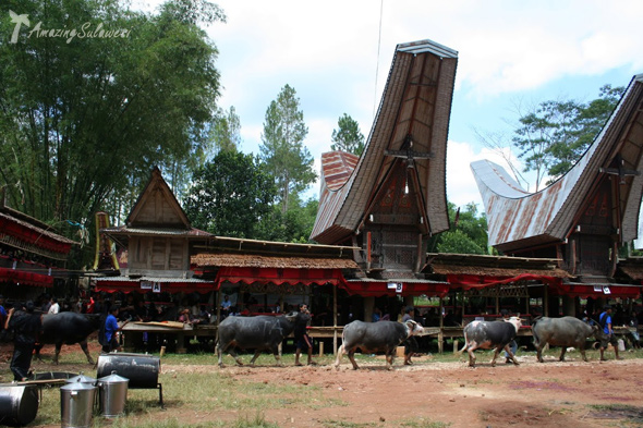 top10-sulawesi-tana-toraja