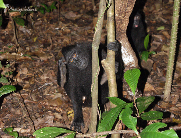 top10-sulawesi-tangkoko-forest-reserve